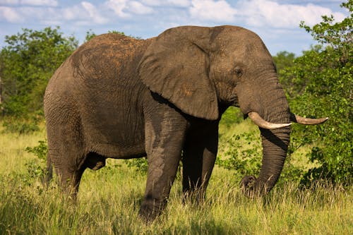 African bush elephant (Loxodonta africana)